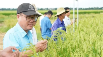 بنجاح في كوانغ نغاي: استعادة المجموعة الجينية النقية للأرز اللزج الملكي النادر